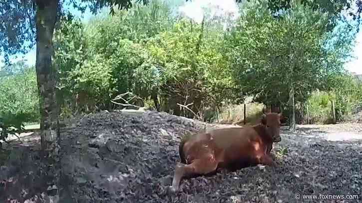 Florida man arrested for shooting neighbor's pregnant cow after it wandered onto his property