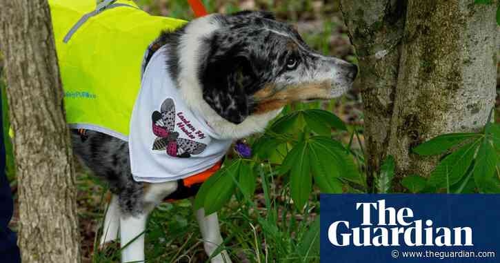 Dogs are being trained to weed out eggs of invasive spotted lanternflies in US