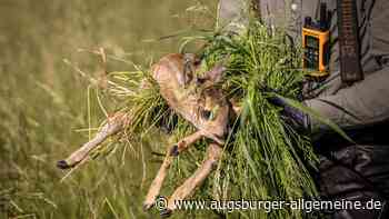 Mit Drohnen und Grasbüscheln: Unterwegs mit Rehkitzrettern im Landkreis Günzburg