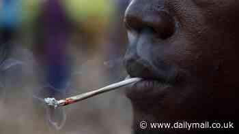 The super psychoactive cannabis  taking over the world: Warning over kush containing cannabis, fentanyl, and 'ground up human BONES' - as British 'drugs mule' is detained with £1.5million haul