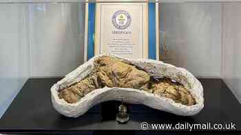 BBC's Walking With Dinosaurs in fakery row as experts 'dig up' dino poo... that comes from museum 1,200 miles away