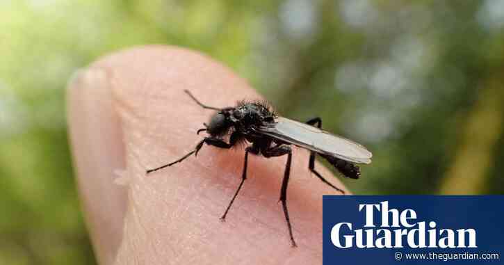 Country diary: A fly is never just a fly | Mark Cocker