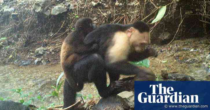 Video suggests capuchin monkeys ‘kidnap’ baby howler monkeys, scientists say