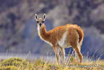 Baasje van loslopende honden die twee guanaco’s doodbeten in Planckendael moet stevige schadevergoeding betalen