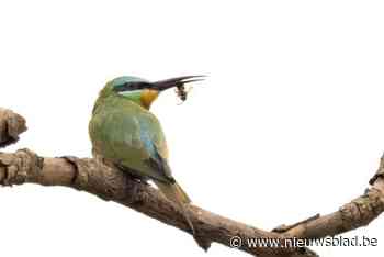 Uiterst zeldzame groene bijeneter lokt tientallen kijklustigen: “Er kwamen stress en adrenaline bij kijken”