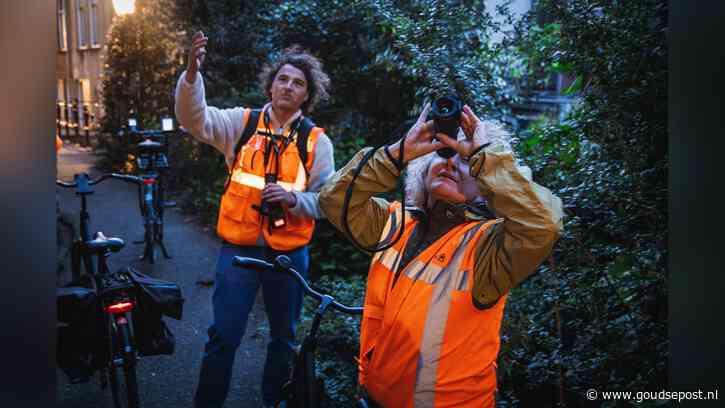Gouda start onderzoek naar vleermuispopulatie: ‘Kwetsbaar geworden, juist omdat ze zo dicht bij mensen wonen’