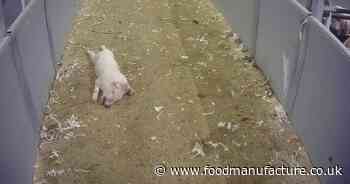 Cranswick launching independent animal welfare review after cruelty exposed in undercover video