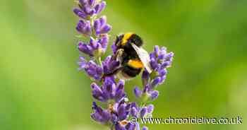'I'm a biodiversity specialist and these are 10 garden plants bees love'