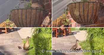 WATCH: Five ducklings take first flight from hanging basket at Stretton pub