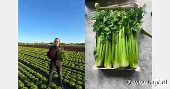 "Bleekselderij wint aan populariteit en ook bij kleurtjessla zien we de nodige groeikansen"