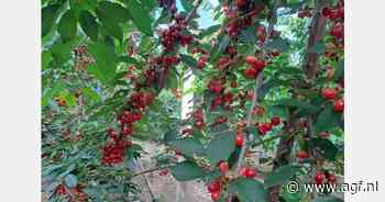 "Eerste Belgische kersen zijn door overvloedige zon prachtig van kwaliteit"