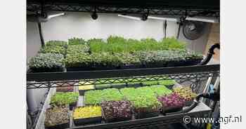 Impact van voeding op herstel van chronische aandoeningen