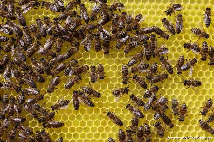 Bienenseuche im Landkreis Regen: Schutzmaßnahmen aufgehoben