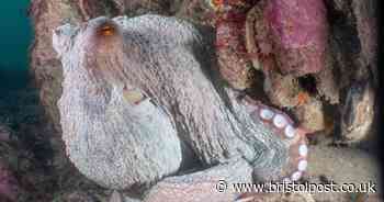 Supersized octopuses raiding British crab and lobster pots leaving fishermen fuming
