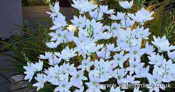 People say there's 'nothing not to love' about these 'very pretty' £20 Amazon garden flower lights