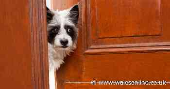 Dog trainer says all owners need to know this one 'important lesson'