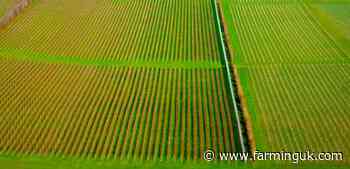 Planning red tape puts brakes on UK wine tourism boom, report says