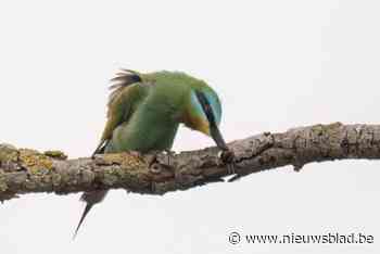 Kleurrijke vogel pas voor de tweede keer gespot in België: “Liet zich gewillig fotograferen”