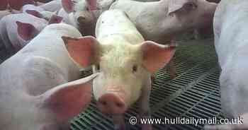 Cranswick launches review after pig abuse claims at farm