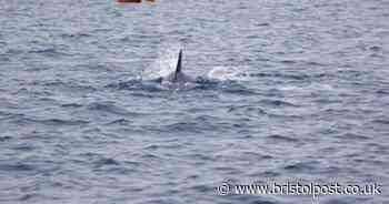 Warning after dolphin spotted at West Country holiday spot