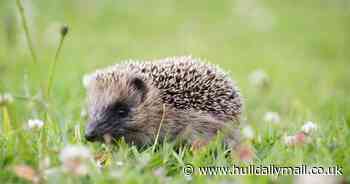 East Yorkshire hedgehog rescue needs your support