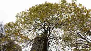 Tweede keer boekenmarkt in Millegem