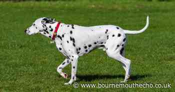 Man rushed to hospital after dog attack