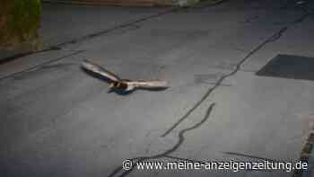 „Seltsame Zufälle“ in Alpen-Ort: Behörden rätseln über Temposünder-Ente