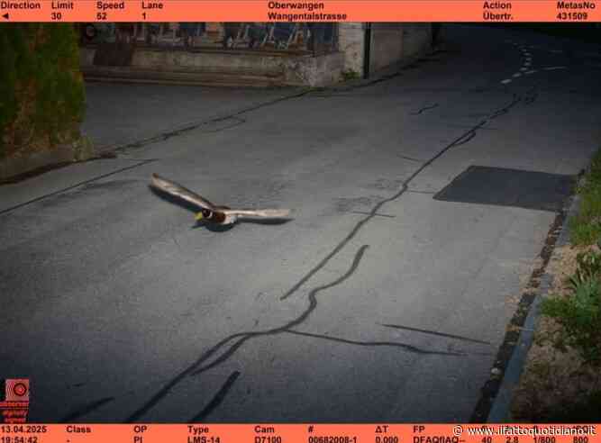 “Una pirata della strada nota e recidiva”: autovelox “multa” un’anatra per aver superato il limite di velocità