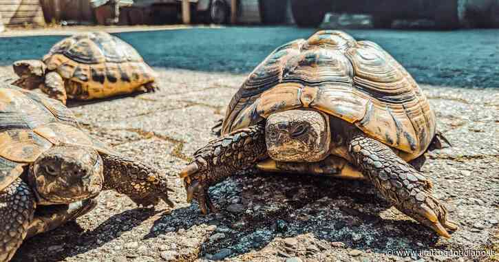 Sopravvivere da 250 milioni di anni e rischiare l’estinzione per il cambiamento climatico: storia delle tartarughe