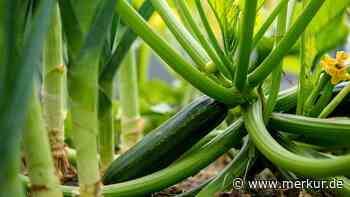 Beste Beetnachbarn für Zucchini: Dieses Gemüse schützt vor Schädlingen