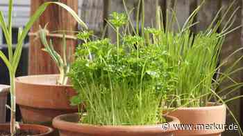 Vorsicht im Kräuterbeet: Wann Petersilie giftig wird und was Sie tun sollten