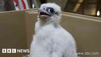 Headlines: Peregrine names and night buses