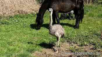 Suche nach entlaufenem Nandu mit Drohnen in Niedersachsen