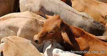 AACo musters up big sales volume rise despite high-end beef's export hurdles