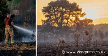 Apocalyptic photos show scorched Strensall Common after wildfire