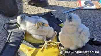 Twee slechtvalken kruipen uit het ei op Electrabel-site in Schelle
