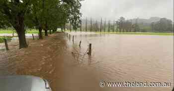 Thousands of litres of milk dumped as disaster declared on Mid North Coast