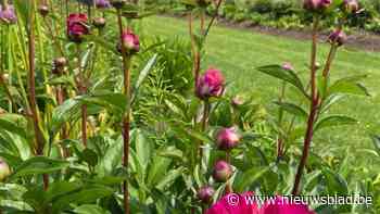 Plantentuin organiseert gegidste wandelingen langs pioenrozen en lentebloeiers