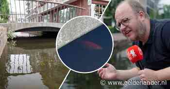 KIJK | Alweer een ongenode gast in de Jansbeek in Arnhem