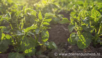 Met regen in voorspelling: beregenen of toch wachten?
