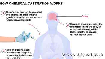 How does chemical castration work? Step-by-step guide to the process - as the UK government plans to roll the treatment out to paedophiles and sex criminals in Britain