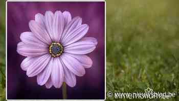 Jeannine Smets, 84 jaar