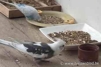 Forse beloning voor wie parkiet Natcho vindt