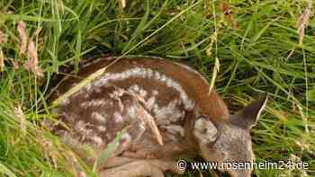 Teenager (14) findet Rehkitz und nimmt es im Bus mit zur Schule