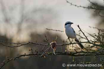 Zwevegem en Harelbeke organiseren wandelingen rond terugkerende zwaluwen