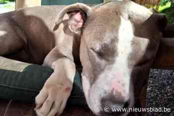 Wie heeft Crixus gezien? “Spoor stopt op de eigen stoep, dus misschien is deze hond wel meegenomen”