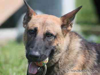 Windsor police dog Link helps catch suspect with loaded gun