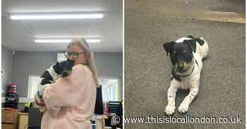 Heartbroken owner's plea to find missing puppy involved in Erith hit-and-run