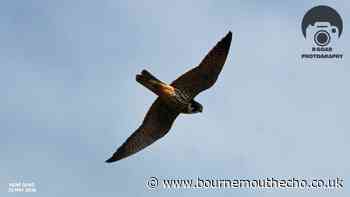 Rare bird of prey in England spotted in Dorset